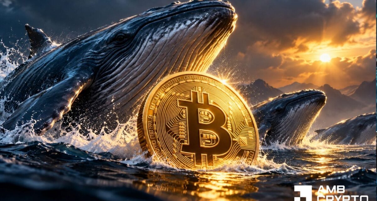 Bitcoin whales add 88,987 BTC – So why are traders buying protection?