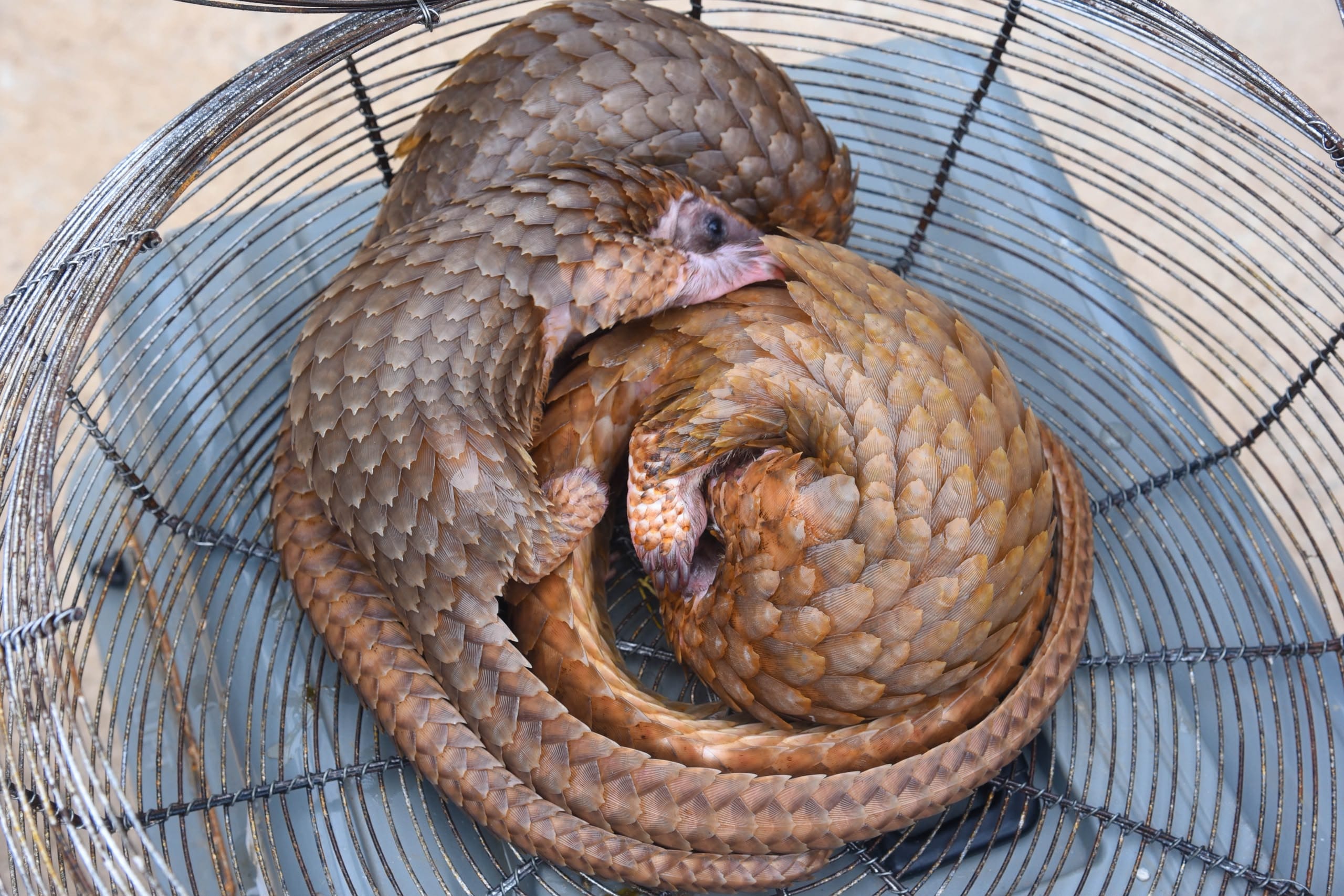 Customs Foils Wildlife Trafficking, Rescues Pangolins in Ogun – Daily Trust