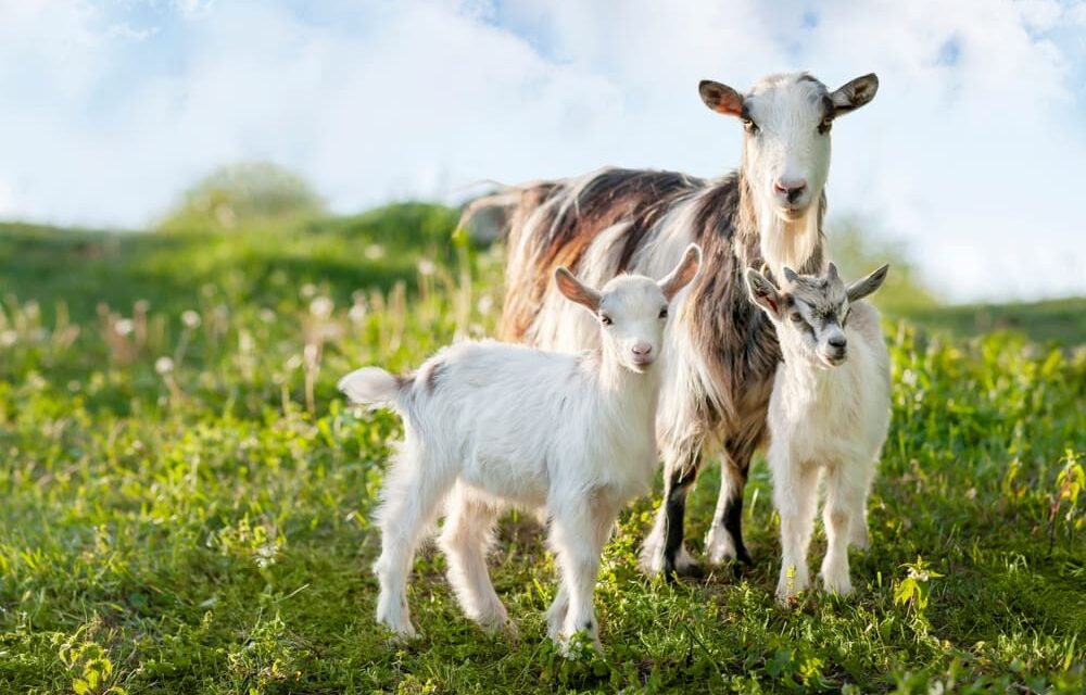 Police Arraign Three Men For Stealing Goats In Ekiti