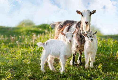 Police Arraign Three Men For Stealing Goats In Ekiti