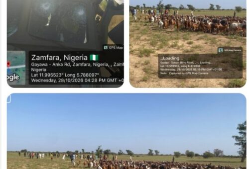 Troops Foil Ambush In Zamfara, Rescue 2 Herders, Recover 520 Livestock In Sokoto