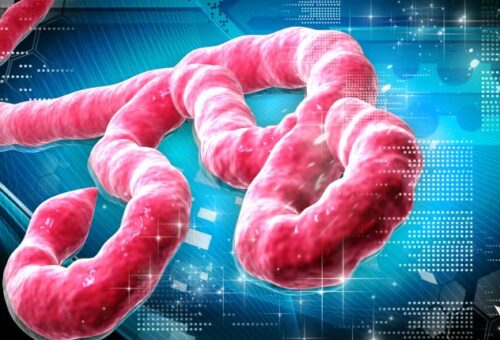 BREAKING: Nigeria confirms Ebola case in Abuja, begins contact tracing