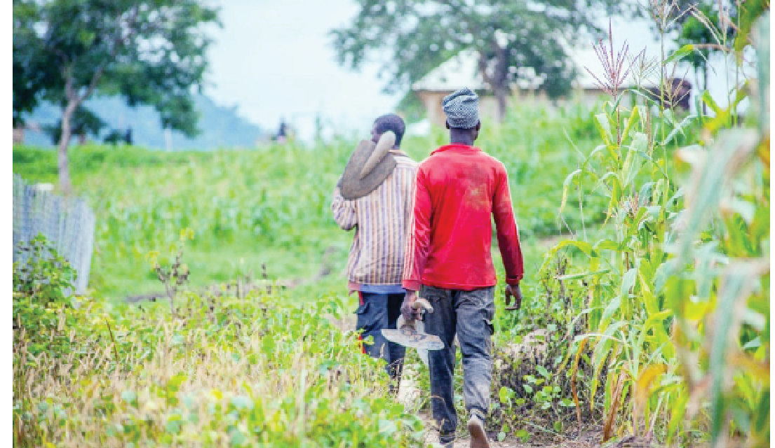 High Input Costs, Insecurity Undercut Federal Govt’s Food Emergency Interventions