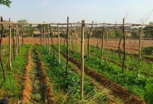 How women’s vegetable farming is transforming household livelihoods in Kaduna